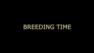 Breeding time for your CUNT (audo roleplay) BREEDING KINK/FETISH creampie dirty talking